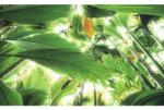 Komar Fototapet vlies Komar SHX9-024 Jungle roof II 450x280 cm (SHX9-024)