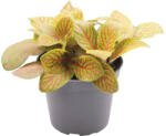 FloraSelf Planta cu piele de șarpe FloraSelf Fittonia verschaffeltii 'Skeleton' H 10-12 cm ghiveci Ø 7 cm (3-2K-3B-4B-MAR-101606fitmx07)
