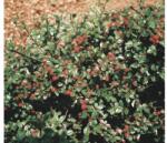 FloraSelf Cotoneaster dammeri radicans H 10-15 cm (X-ART-9930009)