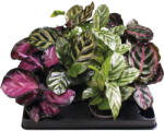FloraSelf Planta care se roagă Mix FloraSelf Calathea H ca. 12 cm ghiveci Ø 6 cm diferite sortimente (3-2L-3B-4B-MAR-65311)