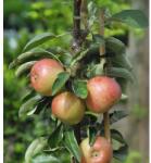 FloraSelf Bio Bio Pom fructifer măr pitic FloraSelf Bio Malus domestica 'Delgrina' H 60-0 8cm Co 7, 5 L (X-HOF-202307154)