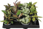 FloraSelf Hoya Mix FloraSelf Hoya H 12 cm ghiveci Ø 6 cm diferite sortimente (3-2L-3B-4B-MAR-65298)
