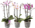 FloraSelf Orhidee fluture FloraSelf Phalaenopsis multiflora H 50-55 cm ghiveci Ø 12 cm diferite culori (5-2L-3B-4B-MAR-PM0003L0ZZ)