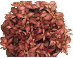 FloraSelf Planta cu piele de șarpe FloraSelf Fittonia verschaffeltii 'Forest Flame' H 15-20 cm ghiveci Ø 12 cm (3-2N-3B-4B-MAR-101564fimis12)