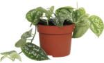 FloraSelf Iedera diavolului FloraSelf Scindapsus pictus H 15-20 cm ghiveci Ø 12 cm (5-2L-3B-4B-MAR-PHSP12/001)