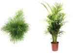FloraSelf Palmier Areca FloraSelf Dypsis lutescens H 120-135 cm ghiveci Ø 24 cm (6-2L-3B-4B-MAR-0-019080DYP)