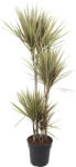 FloraSelf Dracena FloraSelf Dracaena marginata 'Bicolor' H ca. 85 cm ghiveci Ø 17 cm (5-2L-3B-4B-MAR-DRBIC096315)