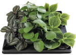 FloraSelf Pilea Mix ghiveci H 12 cm Ø 6 cm diferite sortimente (3-2L-3B-4B-MAR-65357)