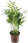 FloraSelf Palmierul pitic FloraSelf Chamaedorea H 20-30 cm ghiveci Ø 7 cm (3-2L-3B-4B-MAR-HOR220075)