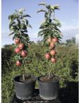 FloraSelf Bio Bio Pom fructifer măr columnar FloraSelf Bio Malus domestica 'Fire Dance' H 130-150 cm Co 10 L (X-HOF-202307139)