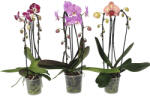 FloraSelf Orhidee fluture FloraSelf Phalaenopsis multiflora Cascade H 55-60 cm ghiveci Ø 12 cm diferite culori (5-2L-3B-4B-MAR-PH10C2L0F7)