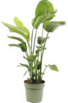 FloraSelf Strelitia FloraSelf Strelitzia Nicolai H 110-120 cm ghiveci Ø 27 cm (5-2L-3B-4B-MAR-FF046-27NICOL)
