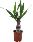FloraSelf Arborele vieții FloraSelf Yucca elephantipes H ca. 40 cm ghiveci Ø 12 cm (2-2K-3B-4B-MAR-3197)