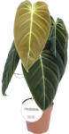 FloraSelf Filodendron FloraSelf Philodendron melanochrysum H 40-45 cm ghiveci Ø 12 cm (5-2N-3B-4B-MAR-PH02-12-HORNB)