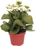 FloraSelf Kalanchoe blossfeldiana H 10-15 cm ghiveci Ø 7 cm lila/alb (3-2G-3B-4B-MAR-HB ROS7 WT-PA)