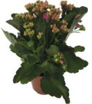 FloraSelf Kalanchoe blossfeldiana 'Calandiva' H 20-25 cm ghiveci Ø 12 cm roz (5-2K-3A-4B-MAR-MBG12-003)