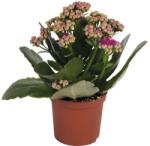 FloraSelf Kalanchoe blossfeldiana H 10-15 cm ghiveci Ø 7 cm (3-2G-3B-4B-MAR-HB ROS7 RZ-RD)
