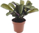 FloraSelf Ctenanthe burle-marxii 'Amagris' H 20-30 cm ghiveci Ø 12 cm (5-2L-3B-4B-MAR-MARAMA12)