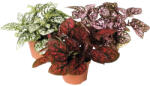 FloraSelf Planta cu pistrui Mix FloraSelf Hypoestes H 12 cm ghiveci Ø 6 cm (3-2L-3B-4B-MAR-6351)
