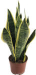 FloraSelf Limba soacrei FloraSelf Sansevieria trifasciata 'Superba' H 35-45 cm ghiveci Ø 14 cm (5-2L-3B-4B-MAR-SS14DD)