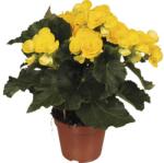 FloraSelf Begonia elatior 'Rebecca' H 30-40 cm ghiveci Ø 14 cm (3-2K-3B-4B-MAR-B14BL16014)