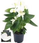 FloraSelf Floarea Flamingo FloraSelf Anthurium andreanum H 35-40 cm ghiveci Ø 12 cm albă (5-2K-3B-4B-MAR-HBA12WHI)