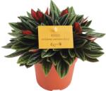 FloraSelf Peperomia rosso H 15-20 cm ghiveci Ø 10, 5 cm (5-2K-3B-4B-MAR-ROS11FS)