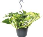 FloraSelf Iedera diavolului FloraSelf Scindapsus aureum H 34-45 cm ghiveci Ø 15 cm (5-2N-3B-4B-MAR-S15AHT145)