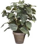 Mica Plantă artificială în ghiveci Fittonia H 35 cm verde (966059)