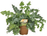 FloraSelf Ferigă FloraSelf Phlebodium 'Davana' H ca. 50 cm ghiveci Ø 17 cm (2-2K-3C-4A-MAR-MAPD17RA)