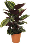 FloraSelf Planta care se roagă FloraSelf Calathea ornata H 40-60 cm ghiveci Ø 19 cm (6-2K-3B-4B-MAR-CAL19MART0002)