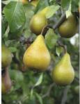FloraSelf Bio Bio Pom fructifer păr FloraSelf Bio Pyrus communis 'Gellerts Butterbirne' H 130-150 cm Co 7, 5 L (X-HOF-BBGB)