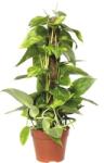 FloraSelf Iedera diavolului cu tutore FloraSelf Scindapsus aureum H 55-65 cm ghiveci Ø 15 cm (2-2N-3B-4C-MAR-S15AM50100)