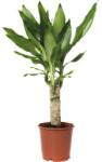 FloraSelf Dracaena fragrans 'Steudneri Green' H 40-50 cm ghiveci Ø 11 cm (5-2K-3B-4B-MAR-S2035)