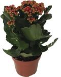 FloraSelf Kalanchoe blossfeldiana 'Calandiva' h 20-25 cm, ghiveci Ø 12 cm (5-2K-3A-4B-MAR-MBG12-002)