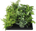 FloraSelf Ferigă Mix FloraSelf ghiveci H 12 cm Ø 6 cm diferite sortimente (3-2L-3B-4B-MAR-65312)