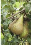 FloraSelf Bio Bio Pom fructifer păr FloraSelf Bio Pyrus communis 'Conférence' H 130-150 cm Co 7, 5 L (X-HOF-BBC)
