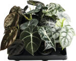 FloraSelf Alocasia Mix FloraSelf H 15 cm ghiveci Ø 6 cm diferite sortimente (3-2L-3B-4B-MAR-65365)
