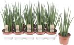 FloraSelf Limba soacrei FloraSelf Sansevieria bacularis 'Mikado' H 40 cm ghiveci Ø 15 cm (3-2P-3A-4B-MAR-SCB12ZKS15)