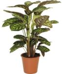 FloraSelf Planta care se roagă FloraSelf Calathea-Cultivars 'Flamestar' H 80-90 cm ghiveci Ø 19 cm (6-2K-3B-4B-MAR-CAL19MART0008)