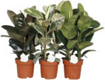 FloraSelf Mix tropical FloraSelf H 75-90 cm Ø 24 cm (5-2L-3B-4B-MAR-Horn12524150)