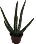 FloraSelf Aloe Vera H 10-15 cm ghiveci Ø 6 cm (3-2L-3B-4B-MAR-AM625)