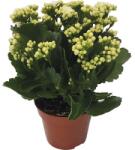 FloraSelf Kalanchoe blossfeldiana 'Calandiva' H 20-25 cm ghiveci Ø 12 cm (5-2K-3A-4B-MAR-MBG12-012)