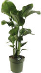 FloraSelf Strelitia FloraSelf Strelitzia Nicolai H 100-110 cm ghiveci Ø 24 cm (5-2L-3B-4B-MAR-FF046-24NICOL)
