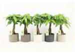 FloraSelf Castan Malabar FloraSelf Pachira H ca. 40 cm ghiveci ceramic Ø 14 cm (2-2G-3B-4B-MAR-PAV12CST)