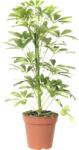 FloraSelf Arborele umbrelă FloraSelf Schefflera arboricola 'Nora' H 45-55 cm ghiveci Ø 13 cm (2-2N-3B-4B-MAR-01-HORNBACH)