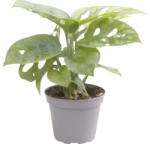FloraSelf Monstera FloraSelf Monstera adansonii H ca. 12 cm ghiveci Ø 6 cm (3-2L-3B-4B-MAR-5909)