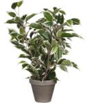 Mica Plantă artificială Ficus natasja MICA mix nuanțe verde (930306)