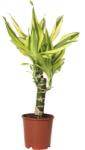 FloraSelf Dracena de porumb FloraSelf Dracaena fragrans 'Yellow Coast' H 40-50 cm ghivei Ø 11 cm (5-2K-3B-4B-MAR-Y2035)