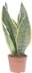 FloraSelf Limba soacrei FloraSelf Sansevieria trifasciata Superba H 25-35 cm ghiveci Ø 9 cm (3-2K-3B-4B-MAR-SSDDH9)